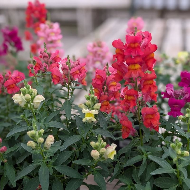Snapdragons Bloom Fast