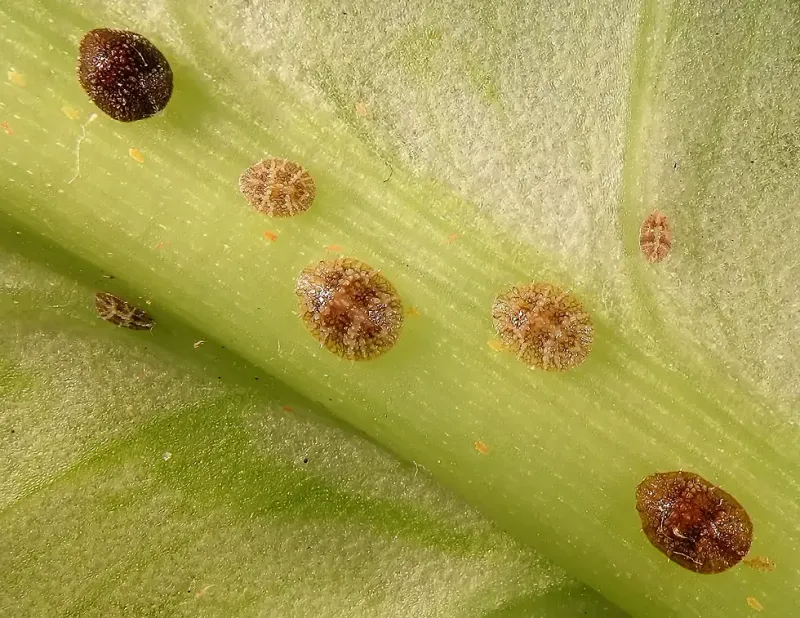 Scale Insects Remain On Plants All Winter And Resume Feeding With Sap Flow
