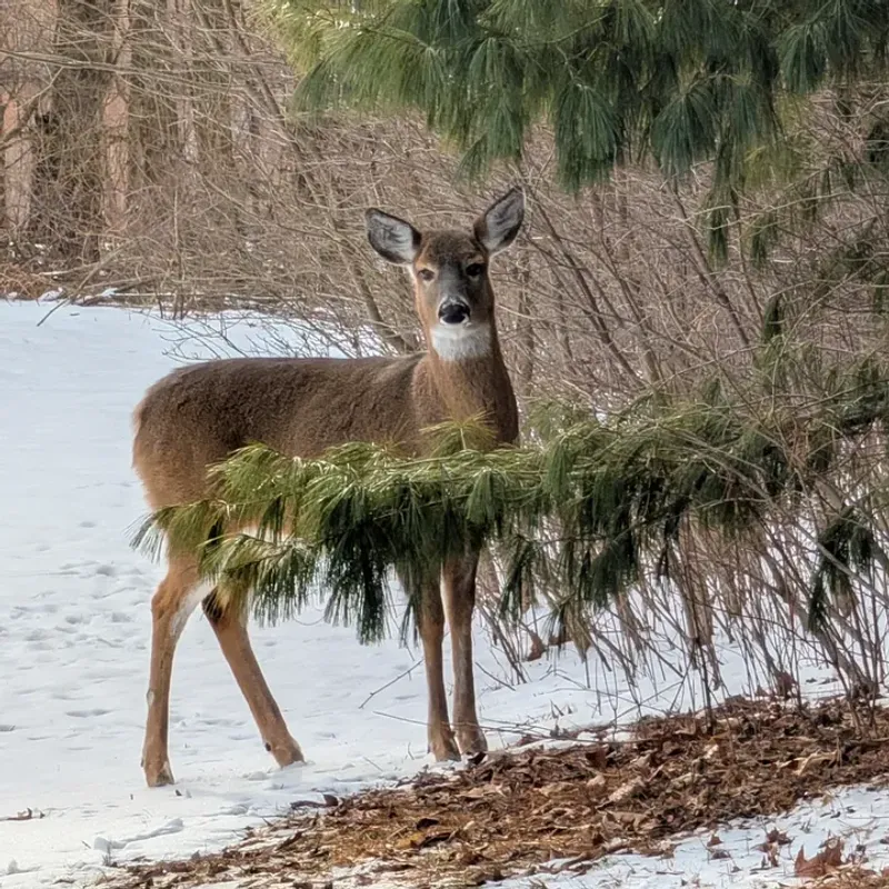 Arborvitae 'Green Giant' Due To Deer Browsing