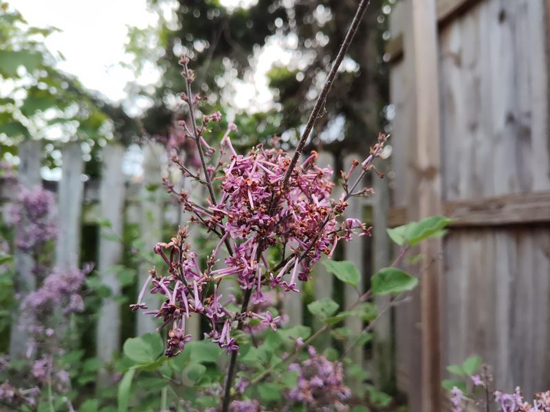 Lilac Rarely Gets The Chill It Needs