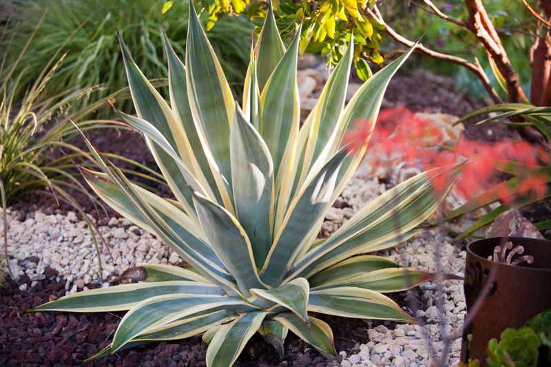 Agave (Agave Americana And Compact Varieties)