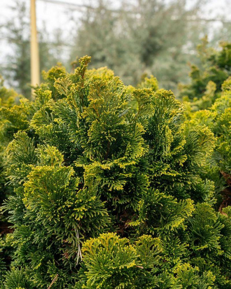 Dwarf Hinoki Cypress (Chamaecyparis obtusa 'Nana Gracilis')