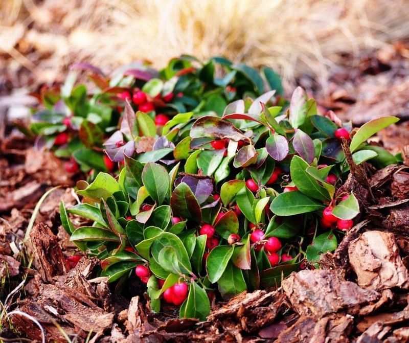 Wintergreen (Gaultheria procumbens)