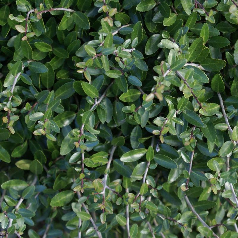 Dwarf Yaupon Holly (Ilex vomitoria 'Nana')