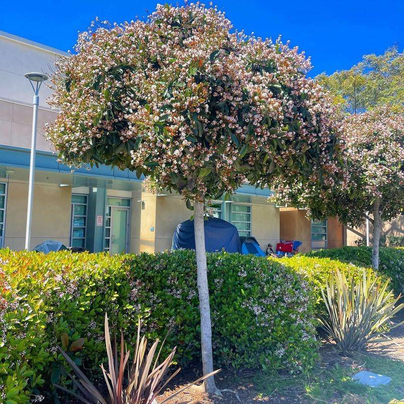 Indian Hawthorn (Rhaphiolepis indica)