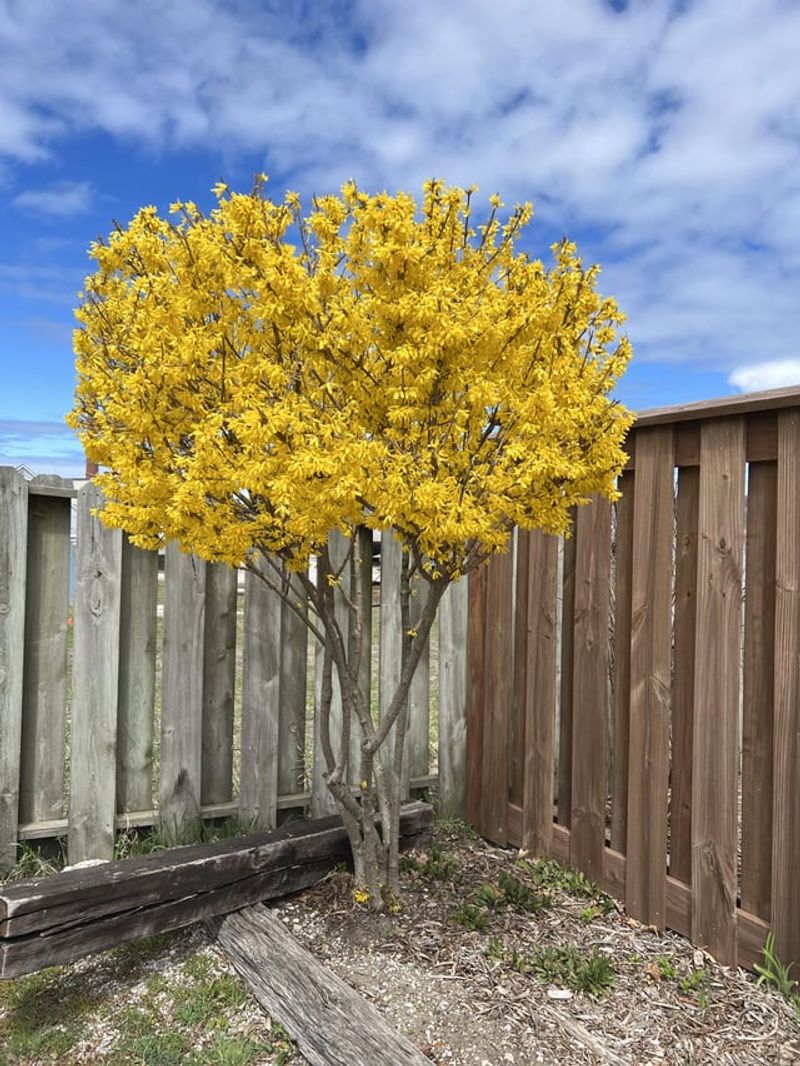 Forsythia Sparks Early Season Good Luck