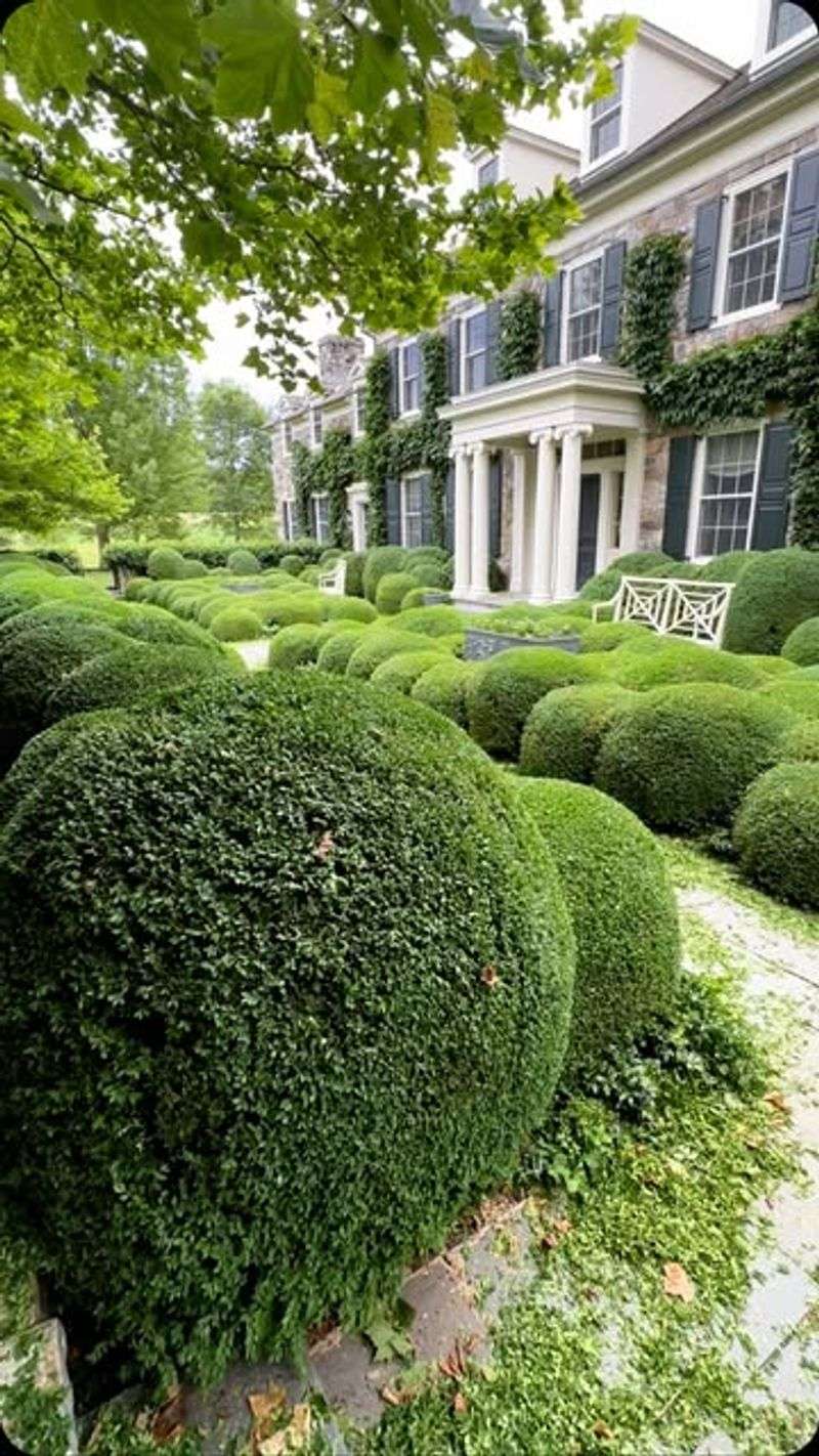 Foundation Areas Provide The Drainage Boxwood Prefers