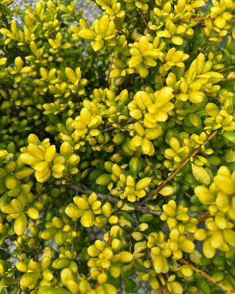 Japanese Holly Stays Dense And Green All Year
