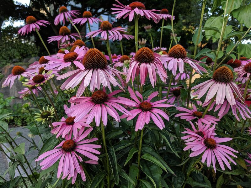 Coneflower Returns Reliably Every Spring