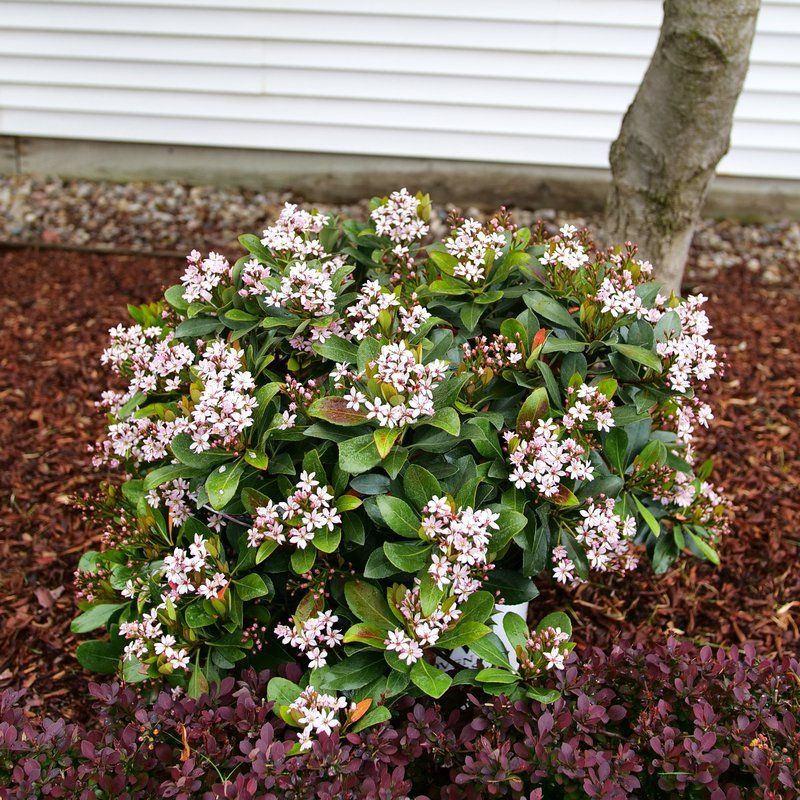 Indian Hawthorn Brings Ongoing Disease Problems