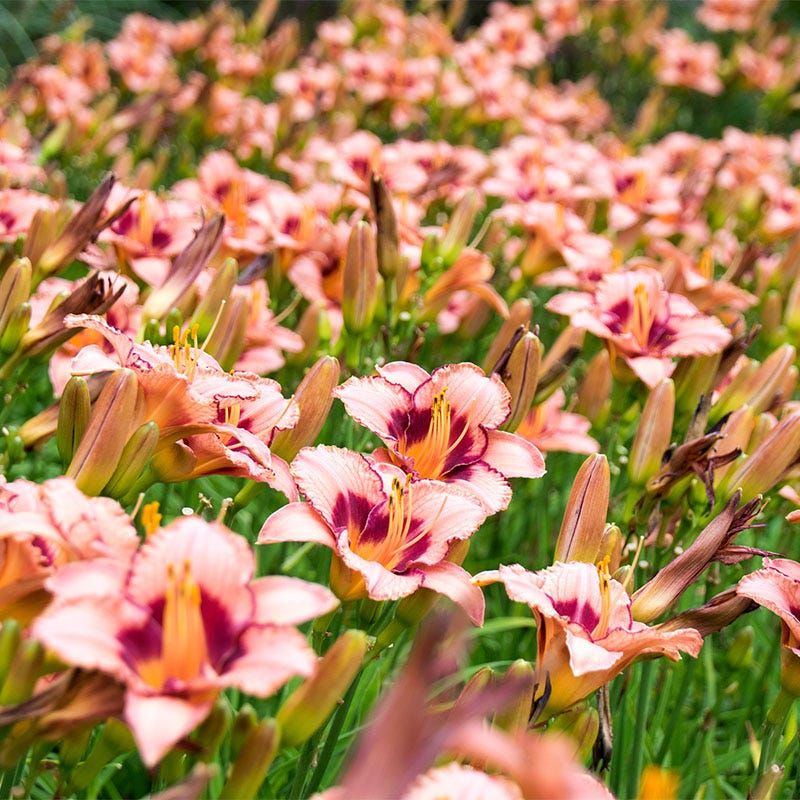 Daylilies: Colorful Blooms With Zero Fuss
