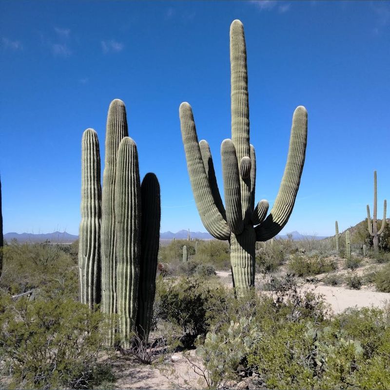 Arizona-Sonora Desert Museum Garden Immerses You In Living Desert Habitat