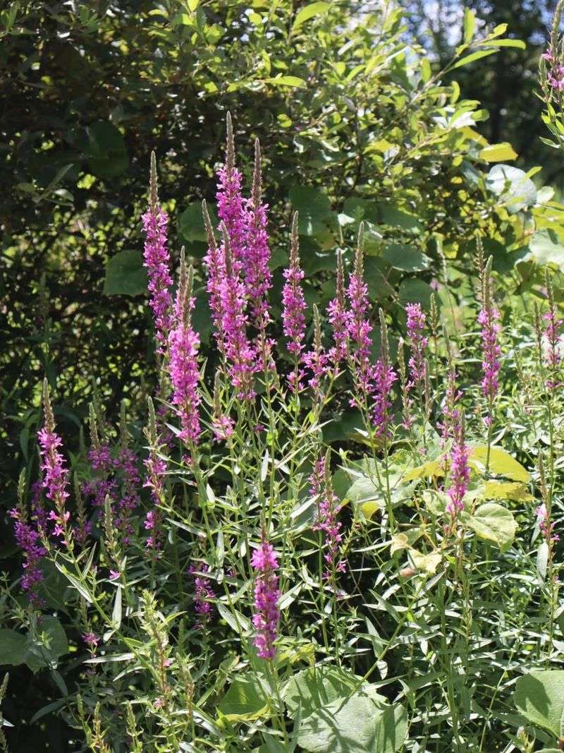 Purple Loosestrife Spreads Aggressively