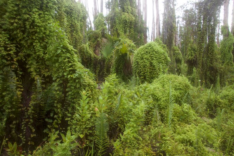 Old World Climbing Fern Buries Forests In Green