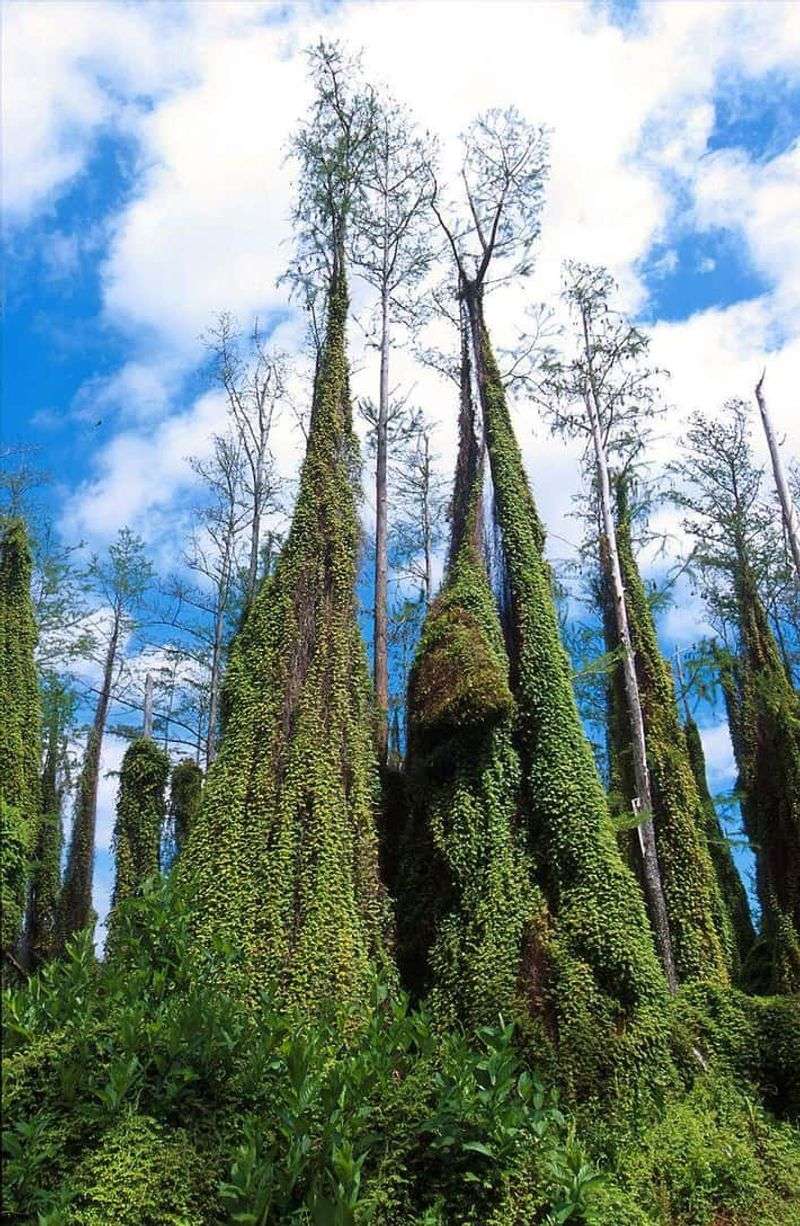 Old World Climbing Fern Swallows Forests Whole