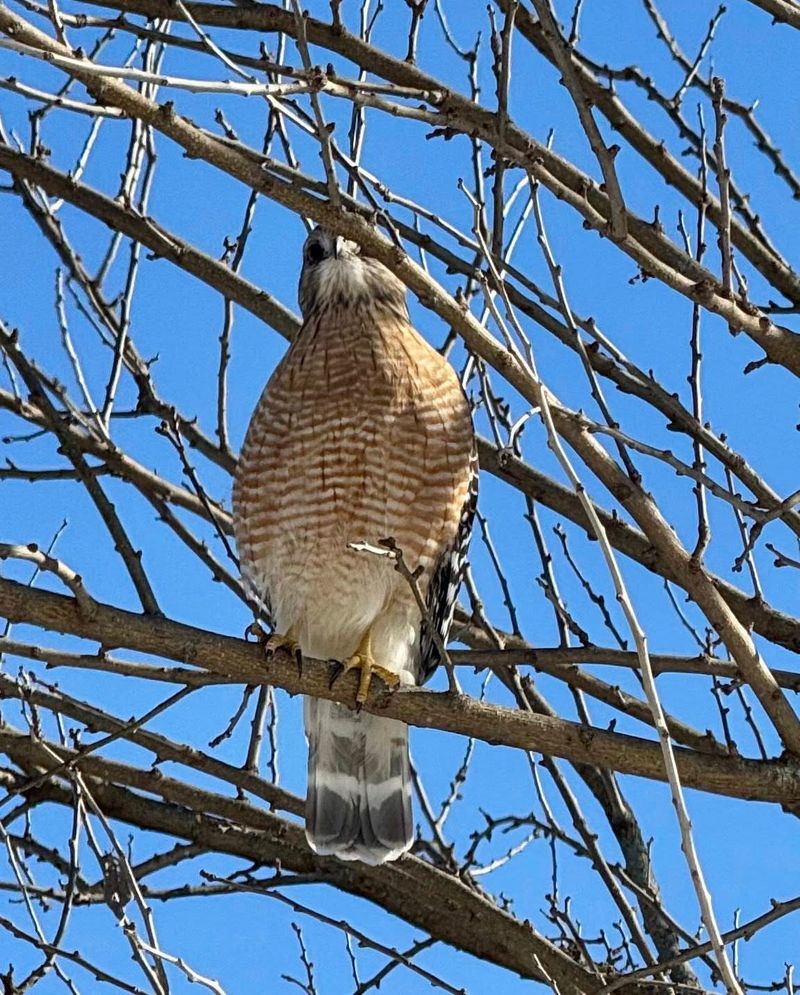 Removal Of Larger Predators