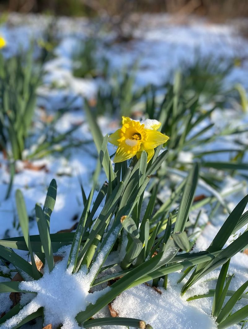 Frozen Soil Does Not Harm Established Bulbs
