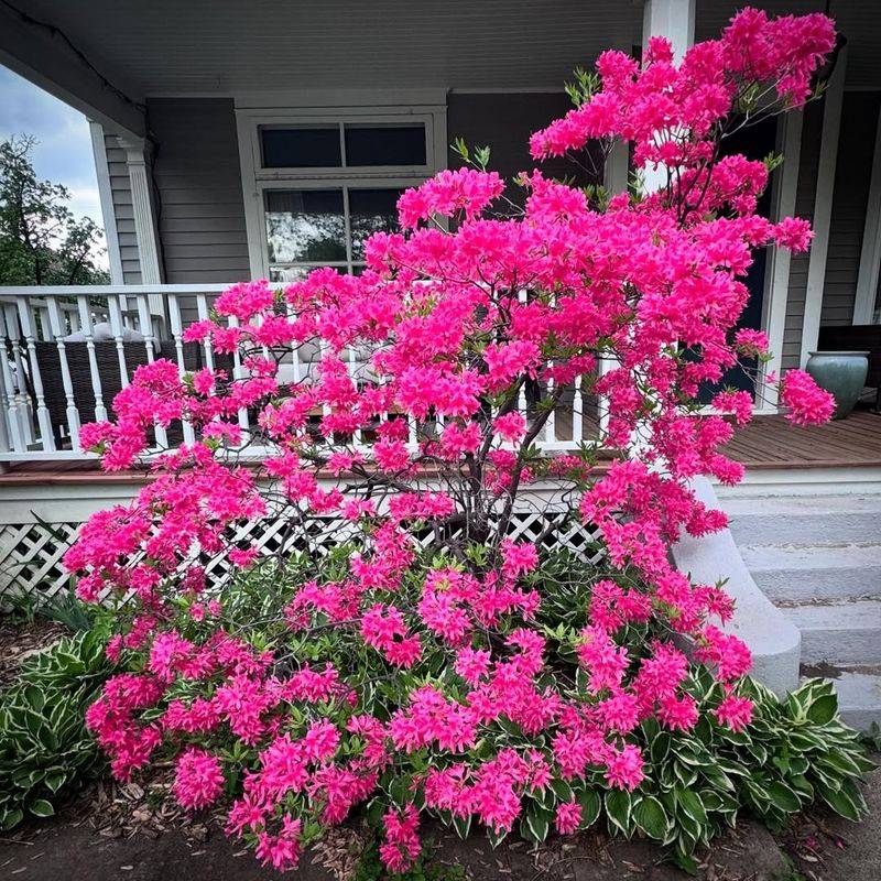 Azaleas Frame Entrances For Perfect Symmetry
