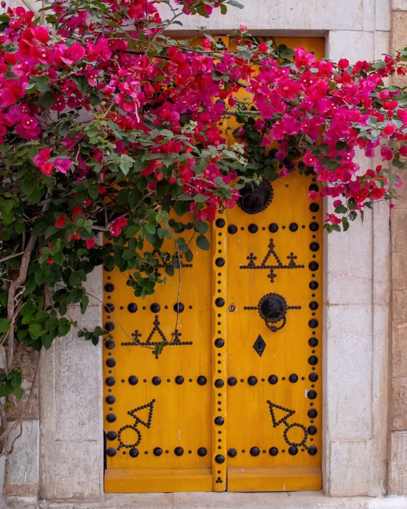 Fast Growth Covers Walls And Trellises Quickly