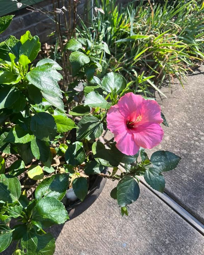 Nearly Year Round Blooms Suit South Florida Perfectly