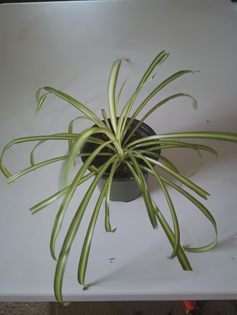 Trim Leggy Leaves For A Thicker Plant