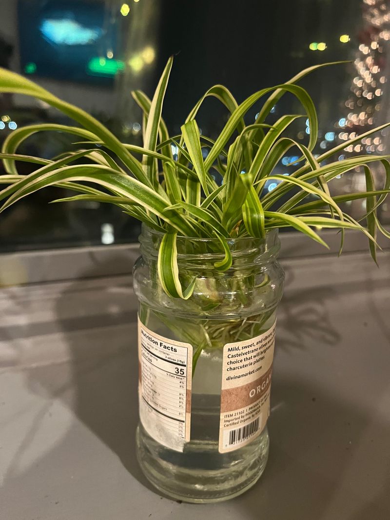 Shallow Water Levels Prevent Rot In Spider Plant Offshoots