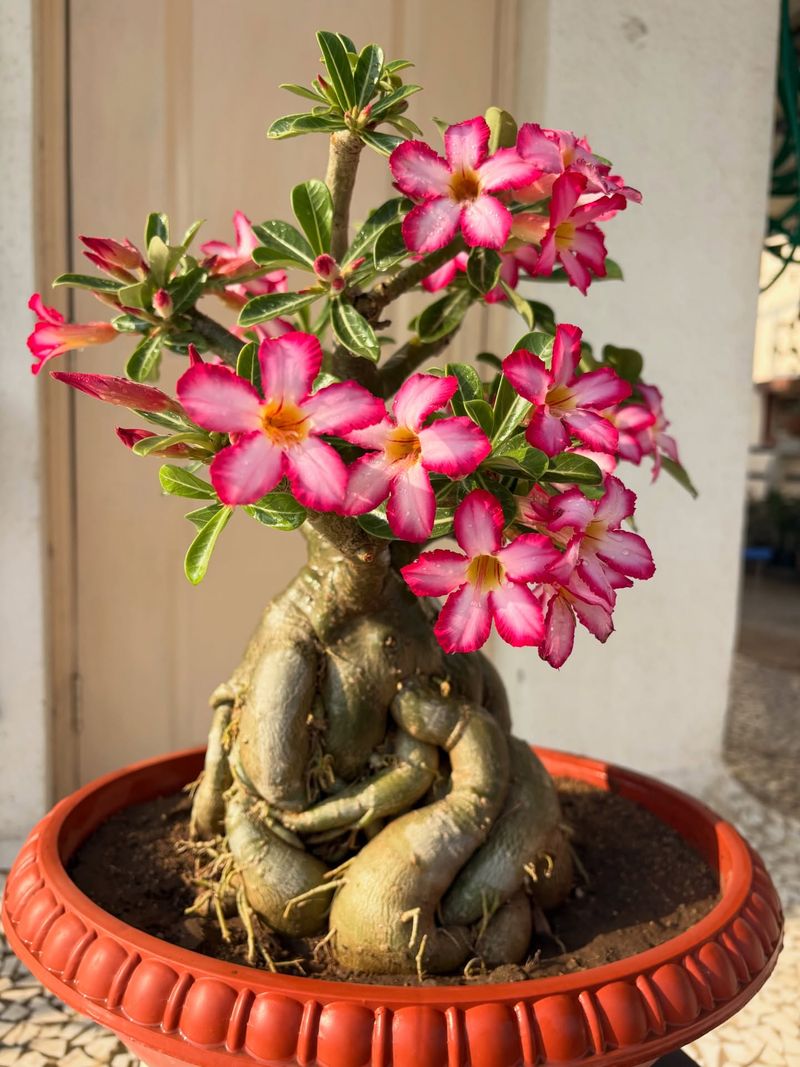 Fast-Draining Potting Mix Prevents Root And Caudex Rot