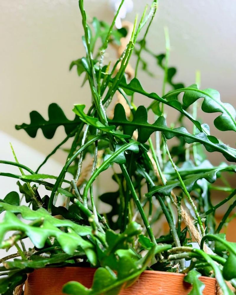 Dry Air Changes How Often This Cactus Needs Water