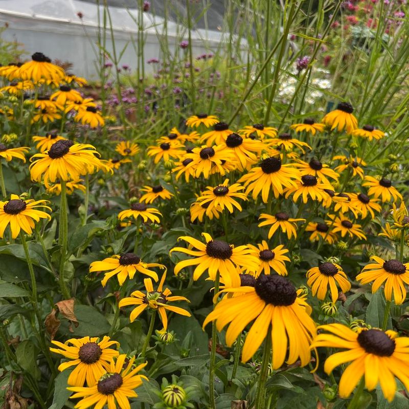 Pollinator Activity Adds Life And Motion With Black-Eyed Susan