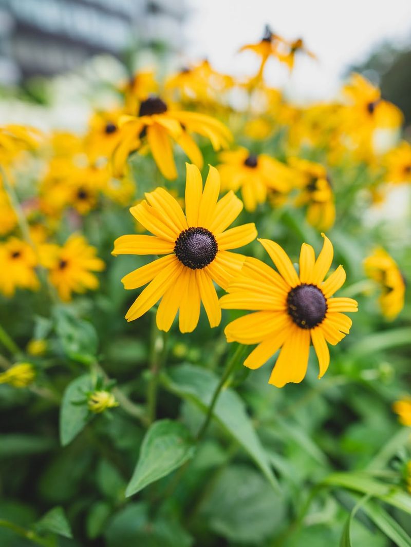 Black Eyed Susan Brings Classic Summer Color