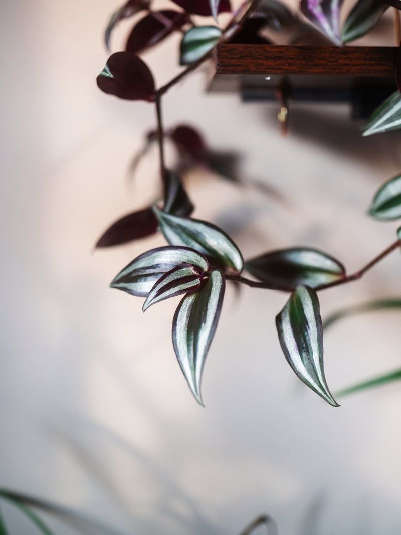 Pinch Stems Often To Encourage Trailing Growth