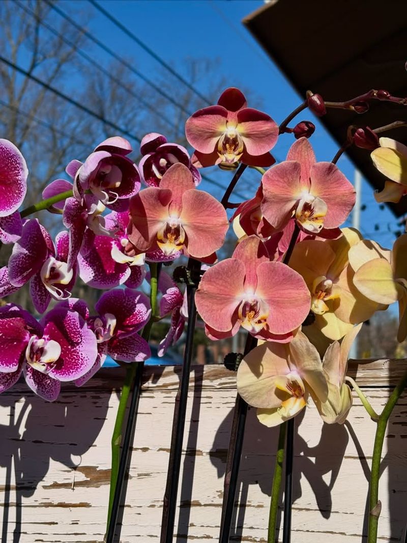 Pick Orchid Colors With Meaning