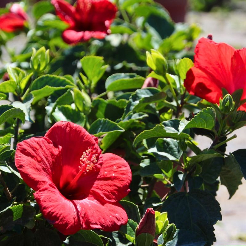 Choose Plants That Bloom Year Round