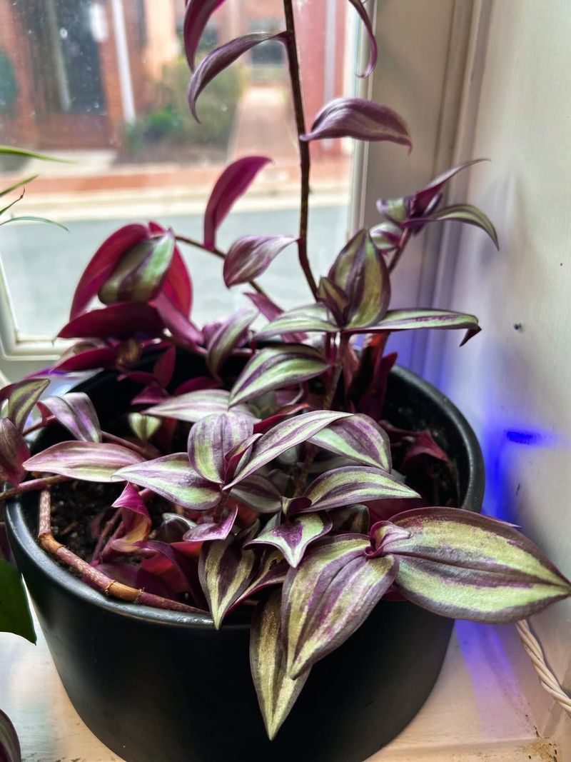 Rotate Containers To Keep Growth Even And Full