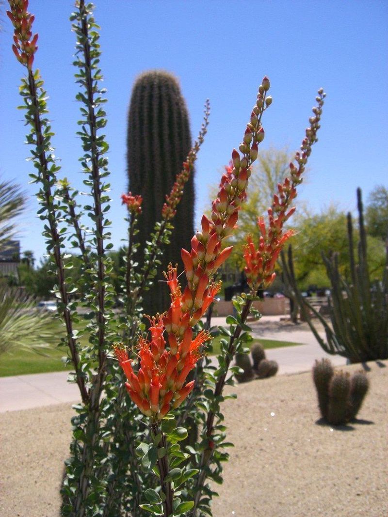 Ocotillo Sends Up Dramatic Spikes In Small Containers