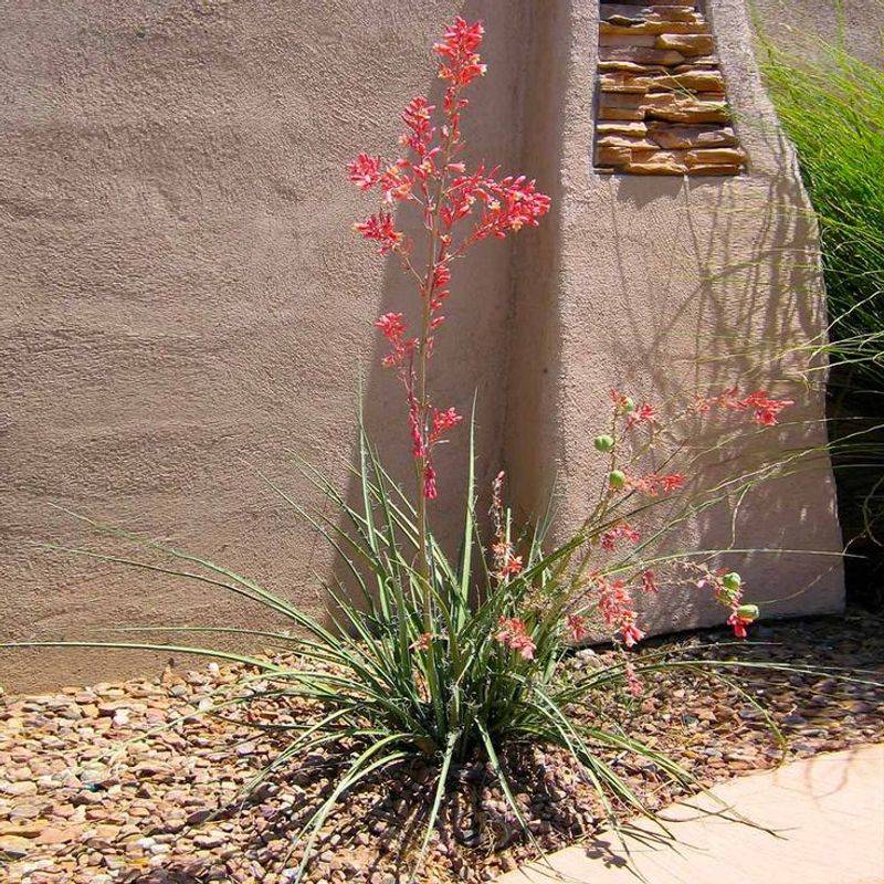 Red Yucca Sends Up Flower Stalks Before Heat Arrives