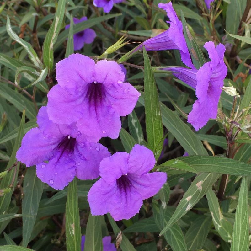 Desert Ruellia Blooms Repeatedly In Intense Sun