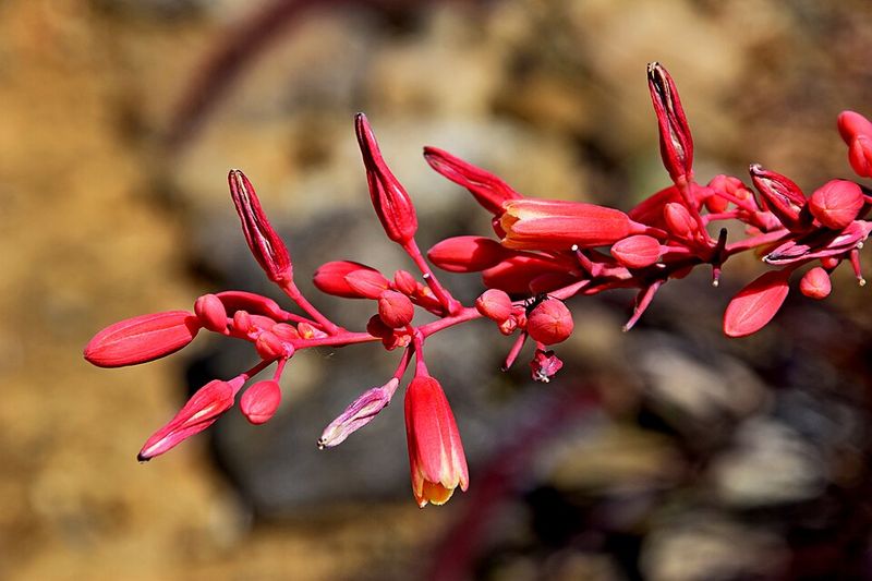 Red Yucca Brings Bold Color With Minimal Water