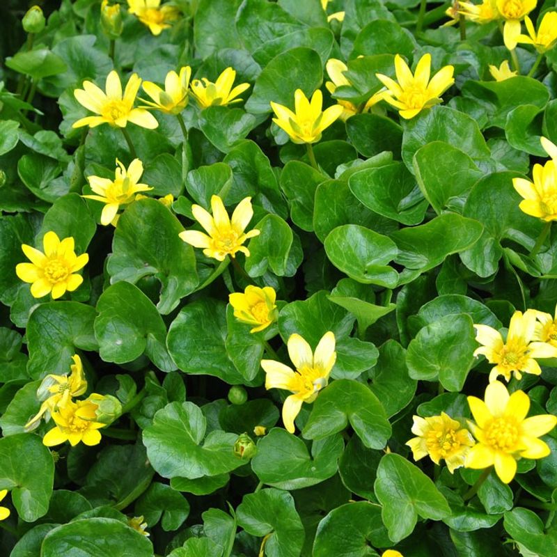 Western Buttercup (Ranunculus occidentalis)