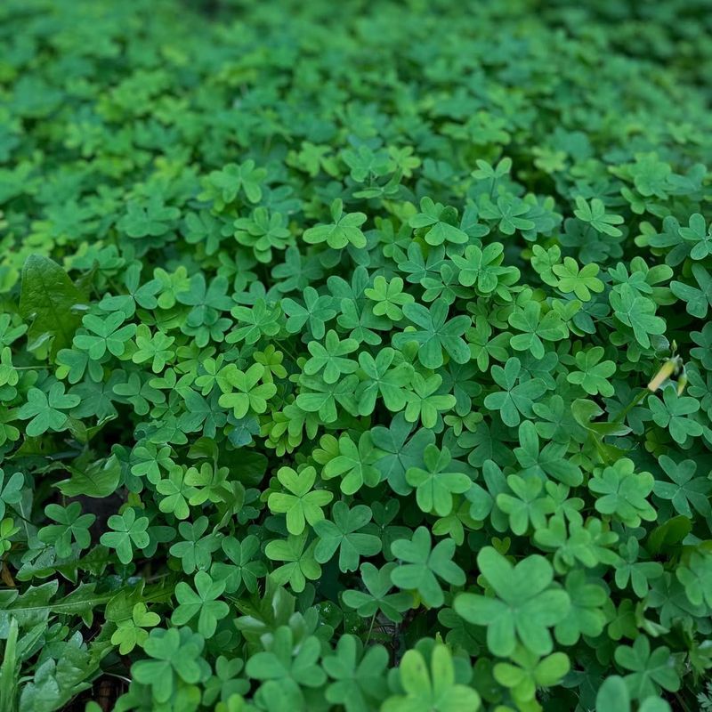 Wood Sorrel Settles Into Shady Corners With A Naturally Tangy Foliage