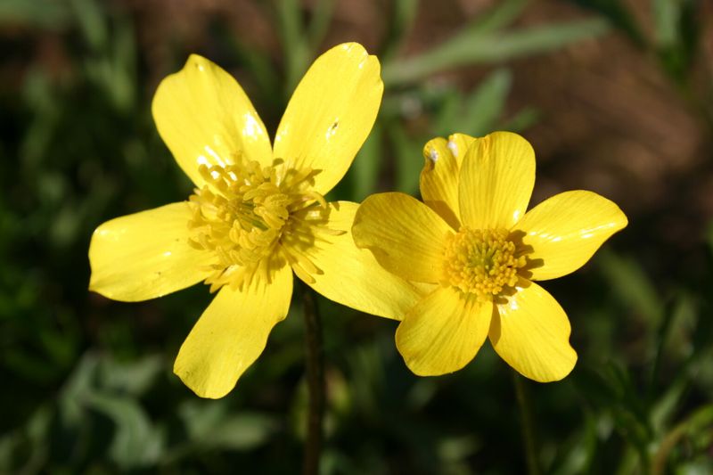 Western Buttercup (Ranunculus occidentalis)