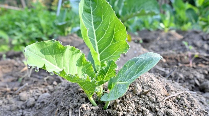 Cauliflower Often Struggles At The Start