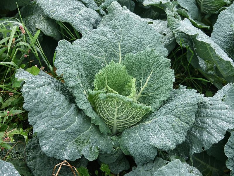 Cabbage Grows Best When Started Before Spring Warms