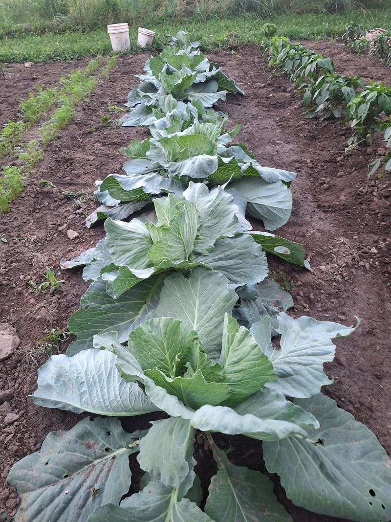 Add Cabbage To Your Garden For Crisp Bites