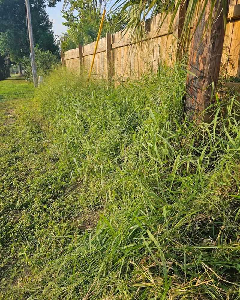 Overgrown Weeds And Tall grass