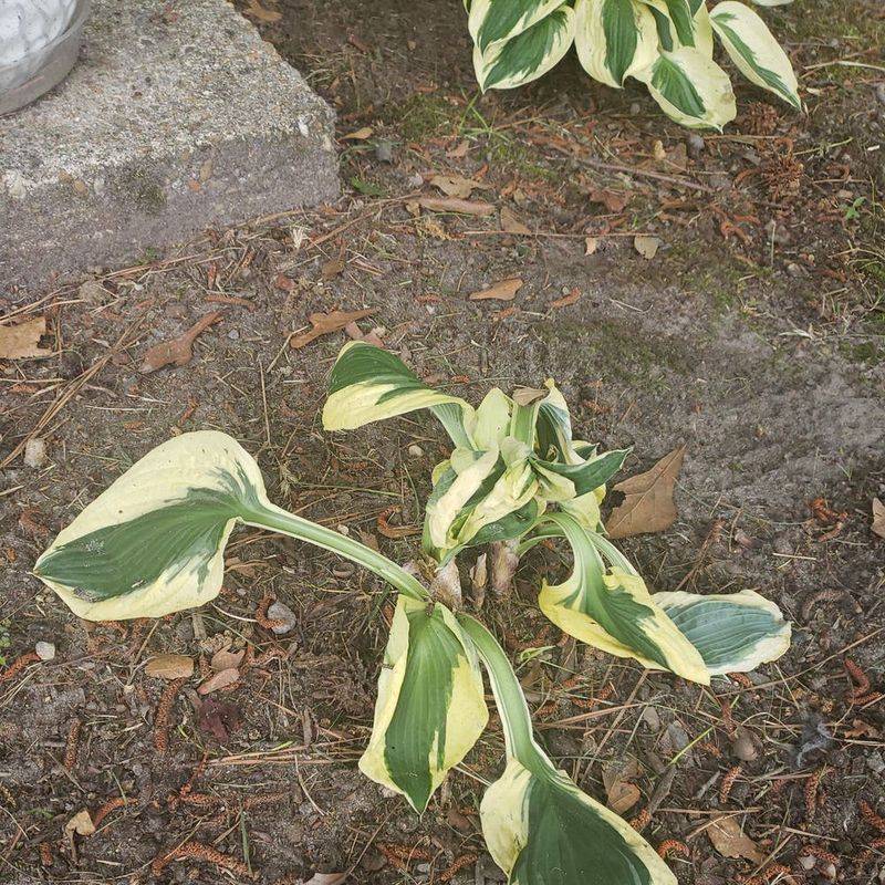 Wilted Or Mushy Stems On Perennials