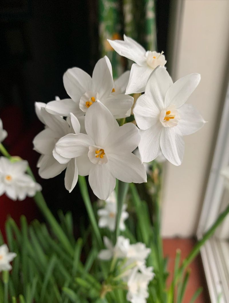 Paperwhite Narcissus