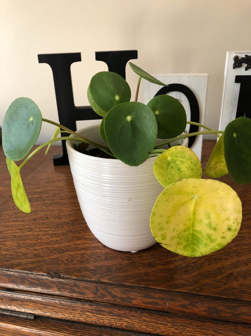 Yellowing Older Leaves