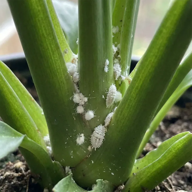 Pests Like Spider Mites, Mealybugs, And Aphids