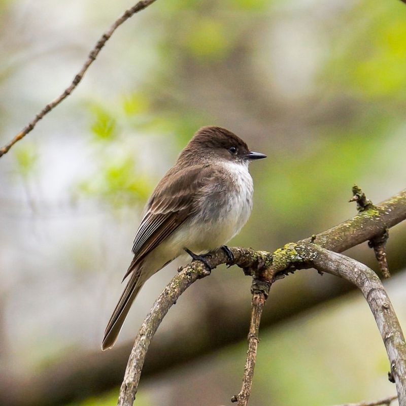 Eastern Phoebes Reappear Around Homes And Garden Edges